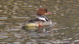 Common Merganser, preening