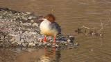 Common Merganser, preening