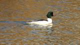 Common Mergansers