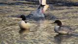 Common Mergansers took flight