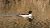 Common Merganser