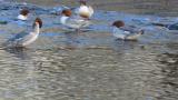 Common Mergansers