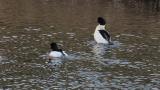 Common Mergansers