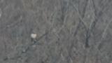 Mountain Hawk-eagle perched distantly