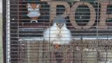 Pygmy Falcon