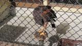 Harris's hawk plucking own feathers