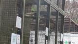 Harris's hawks, copulation