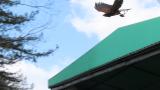 Flight show of Harris's hawk