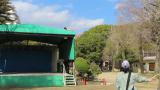 Flight show of Harris's hawk