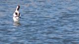 Pied Avocet, preening