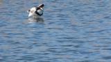 Pied Avocet, preening and started resting