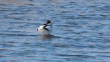 Pied Avocet, head movement before flight
