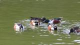 Foraging Northern Shovelers