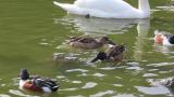 Foraging Northern Shovelers and feeding Mute Swans