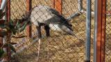 Juvenile Secretarybird