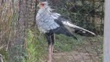 Preening Secretarybird