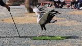 Presentation of Secretarybird, kicking an artificial snake