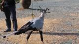 Presentation of Secretarybird, jumping and kicking an artificial cobra