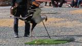 Presentation of Secretarybird, kicking an artificial snake