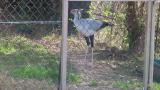 Secretarybird after presentation