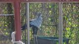 Secretarybird drinking water and walking