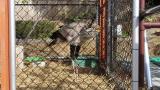 Juvenile Secretarybird, feeding time
