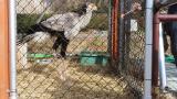 Juvenile Secretarybird running after feeding
