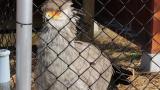 Juvenile Secretarybird, close up