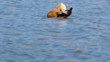 Ruddy Shelduck on the water, preening
