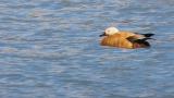 Ruddy Shelduck on the water, sometimes closed the eyes
