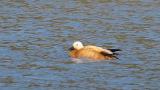 Ruddy Shelduck on the water, sometimes closed the eyes