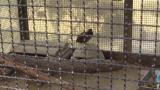 Singing Japanese Quail