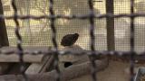 Singing Japanese Quail