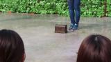 Mountain Caracara opened a box