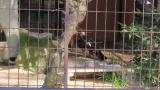 Crested Honey Buzzard in Himeji City Zoo, eating meat