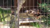 Crested Honey Buzzard in Himeji City Zoo, eating meat