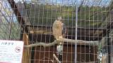 Crested Honey Buzzard in Himeji City Zoo, defecation after eating