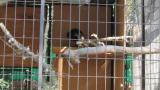 Crested Honey Buzzard in Himeji City Zoo, digging sand
