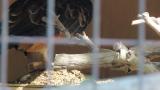 Crested Honey Buzzard in Himeji City Zoo, digging sand