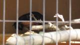 Crested Honey Buzzard in Himeji City Zoo, digging sand