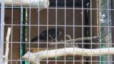 Crested Honey Buzzard in Himeji City Zoo, digging sand