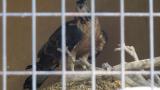 Crested Honey Buzzard in Himeji City Zoo, digging sand