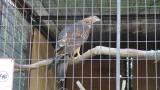 Crested Honey Buzzard in Himeji City Zoo, preparing for feeding