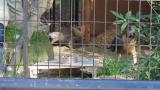 Crested Honey Buzzard in Himeji City Zoo, feeding time