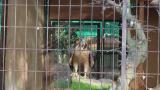 Crested Honey Buzzard in Himeji City Zoo, after feeding