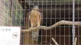 Crested Honey Buzzard in Himeji City Zoo, after feeding