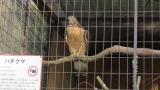 Crested Honey Buzzard in Himeji City Zoo, after feeding