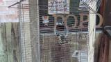 Pygmy Falcon