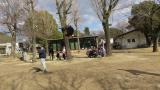 Flight show of Harris's hawk