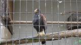 Harris's Hawk, preening